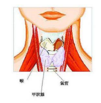 哪个时段应注意甲状腺危象(什么是甲亢危象？)