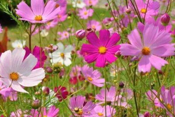 格桑花是什么地方的花，关于高原格桑花的知识介绍