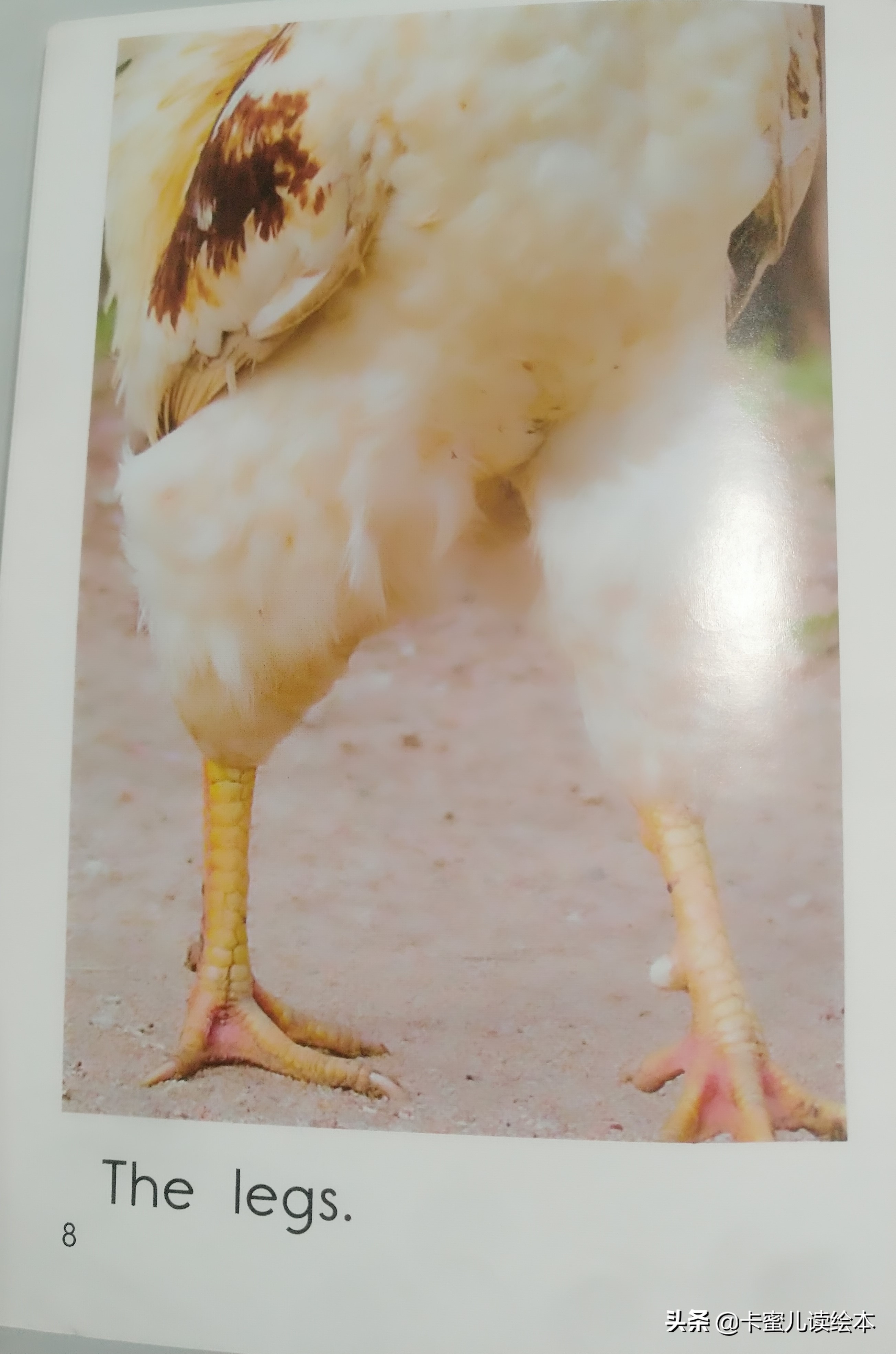 英文有声绘本故事《The Chicken》鸡