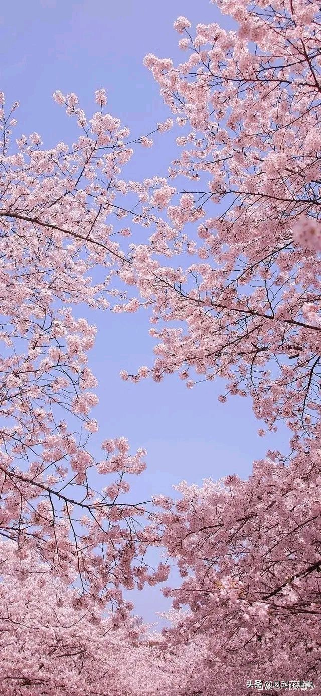 清凉夏日，经典好句等你摘抄