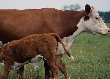 一头牛犊高达上万块，为何很少人愿意养母牛？