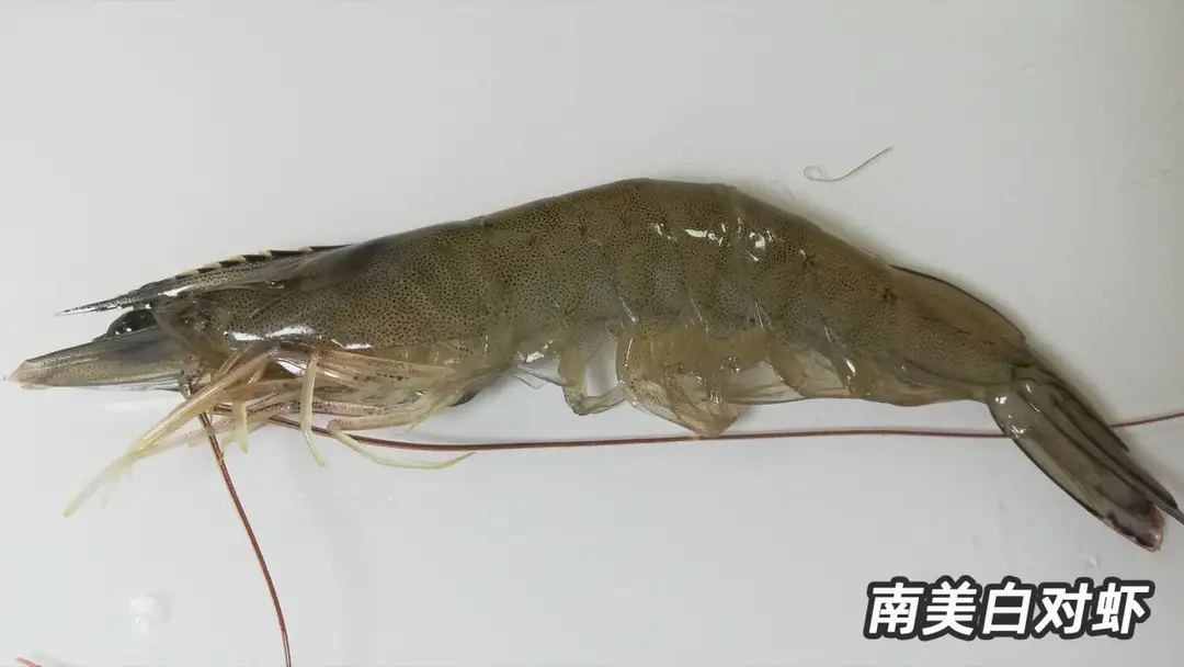 虾的种类图片及名称（图文讲解5种最常见的虾）
