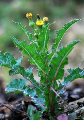 蒲公英和这两种苦菜长得最相似,如何区分?