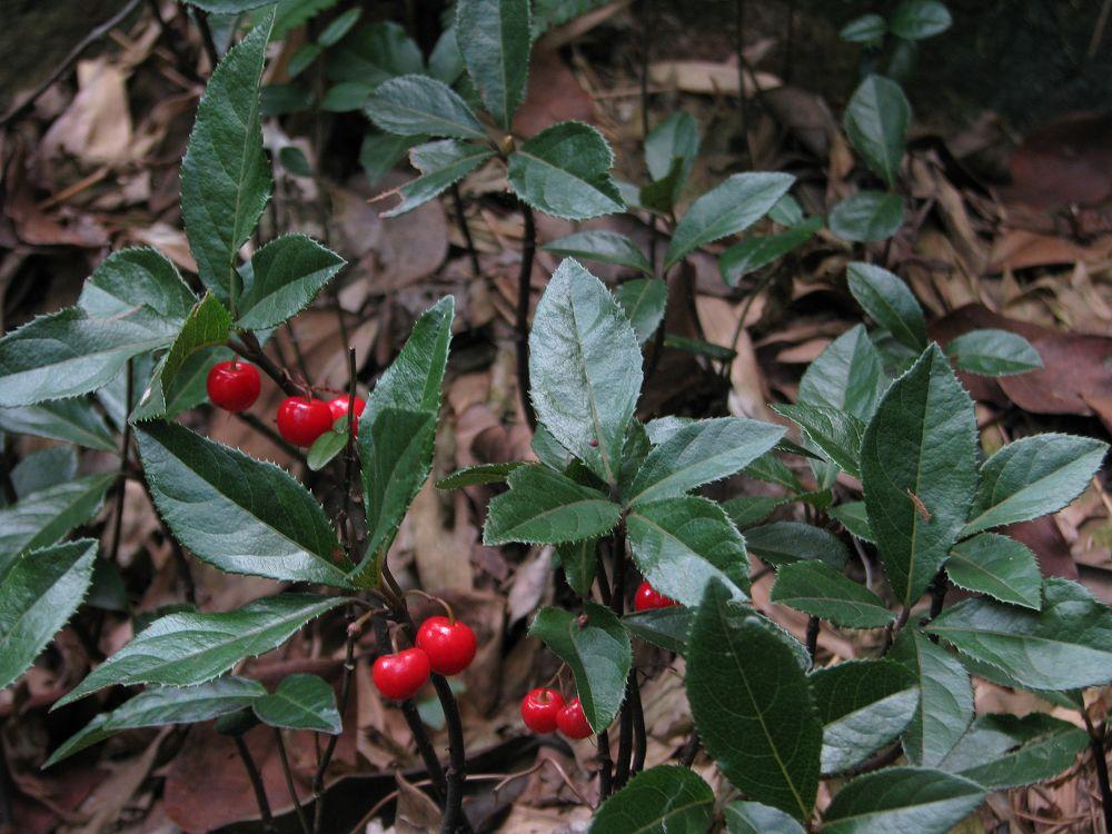 矮地茶的功效与作用(野生矮地茶主治作用)-图4