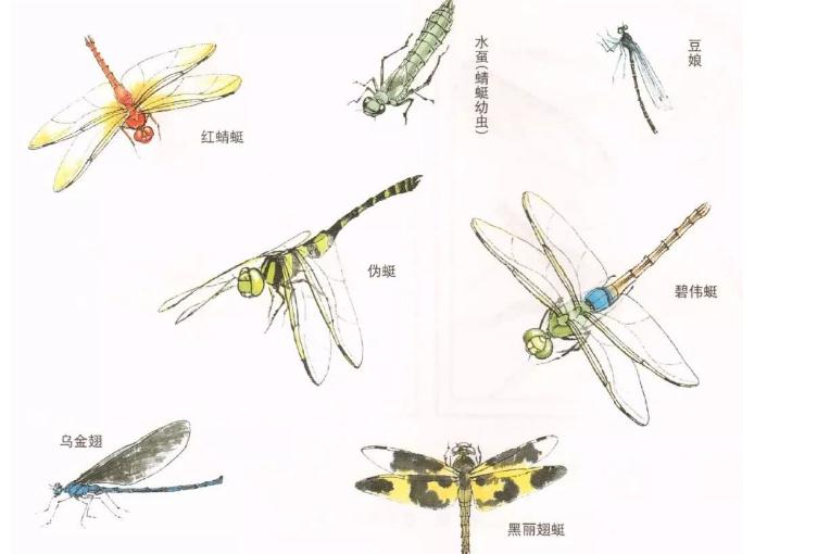 万物皆有灵:夏天随处可见的"蜻蜓",其实没有那么简单