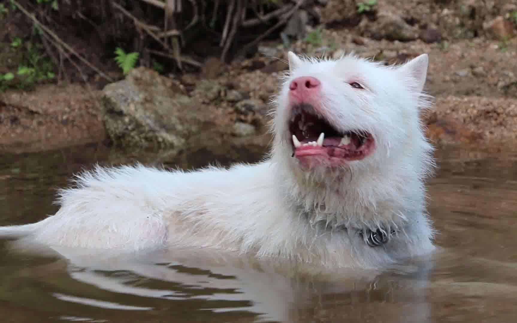 不要靠近：世界上最凶残的6种狗狗