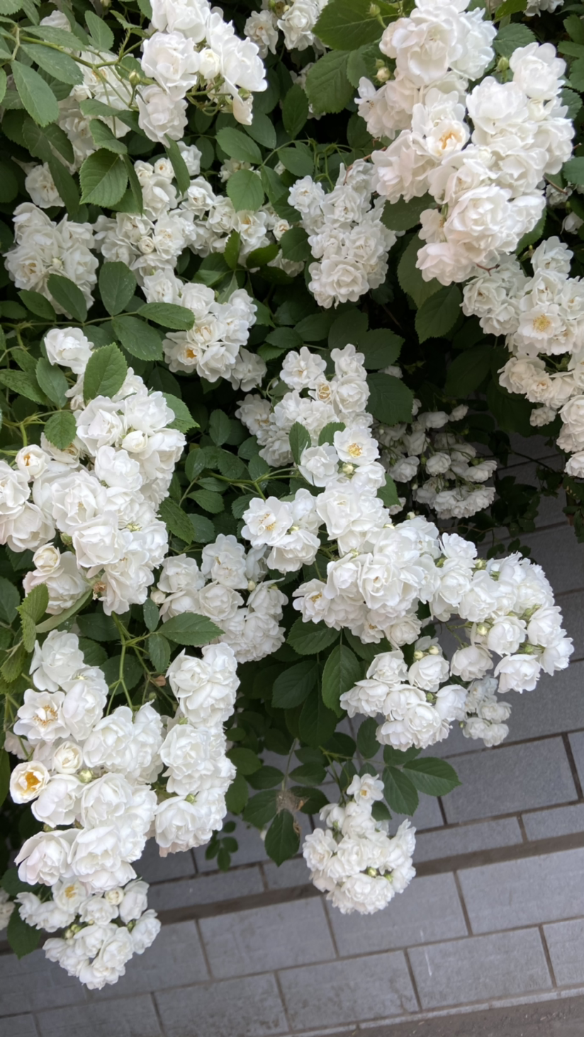 蔷薇图片高清（轻松简单蔷薇花的扦插小技巧）
