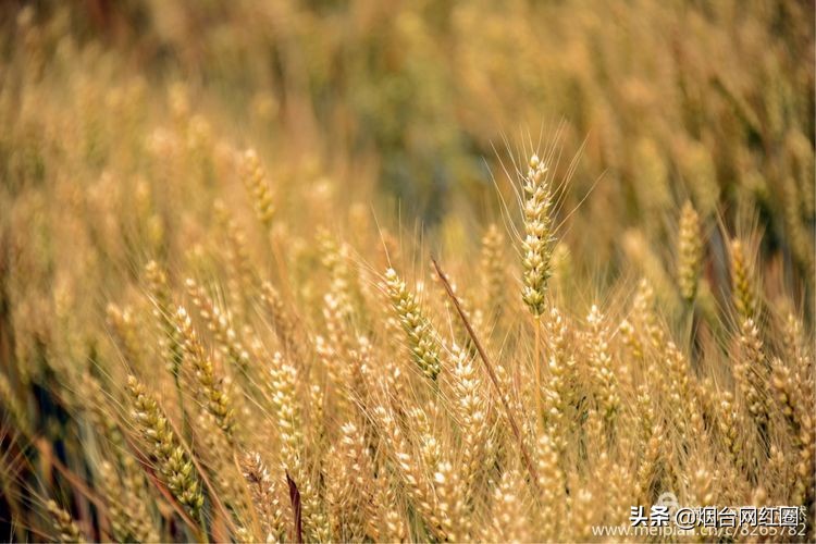 人们常说"三夏"大忙季节，即指忙于夏收、夏种和春播作物的夏管。