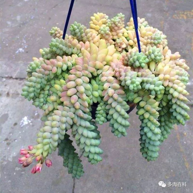 多肉植物新玉缀养护小知识!