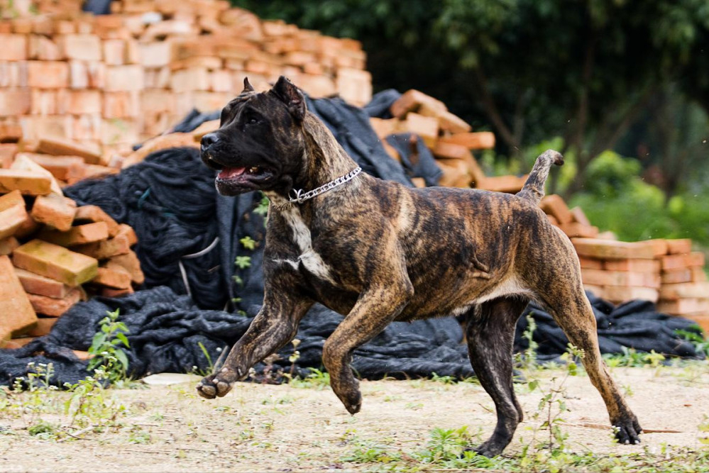 世界上被多国明令禁养的6大凶猛犬种，加纳利犬堪称“杀人犬”