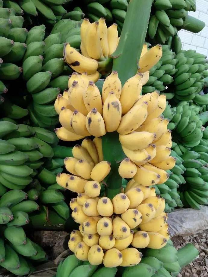 芭蕉和香蕉的区别（手把手教你分辨各类蕉）