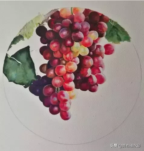 晶莹剔透、颗颗动人,水彩葡萄,真的太诱人了!