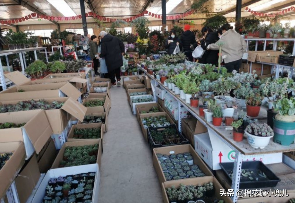 北京花卉市场北京最大的绿植批发市场