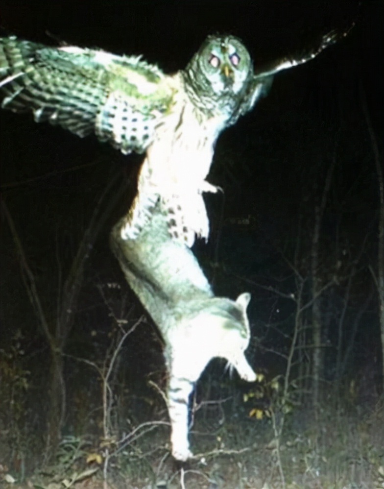 猫头鹰从不自己筑巢，都是抢，为什么？战斗力爆表，是鹰的天花板