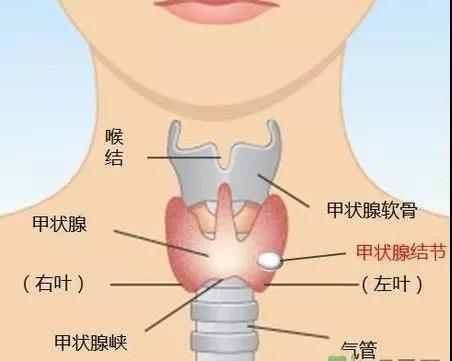 广西甲亢医院哪里好(甲状腺结节至少5%是恶性，广西医科大一附院甲状腺疾病一体化诊治中心一站式服务)