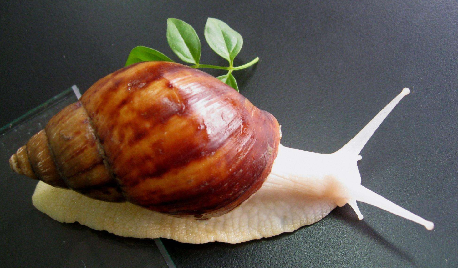 一——非洲大蜗牛又在"蠢蠢欲动"了,这种生物也被称之为"露螺 ,东风螺