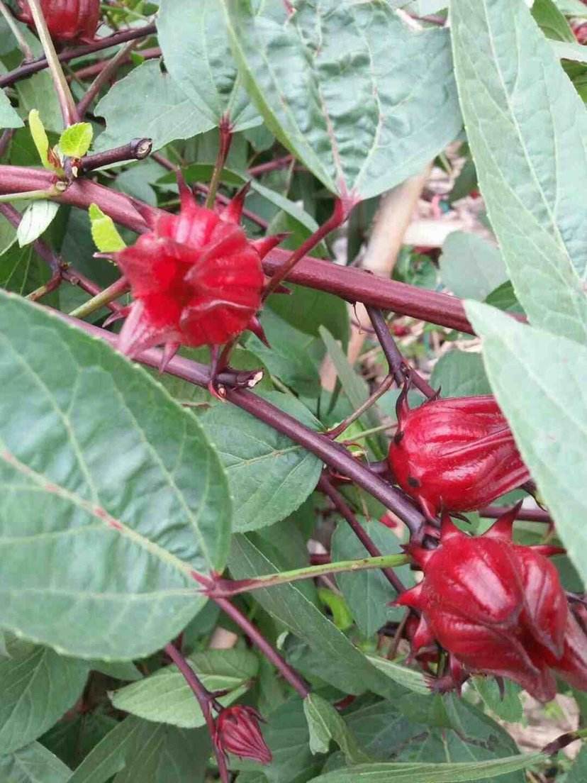 名称和分类地位玫瑰茄是正式中名,这个名称来源《岭南农刊》;别名还有