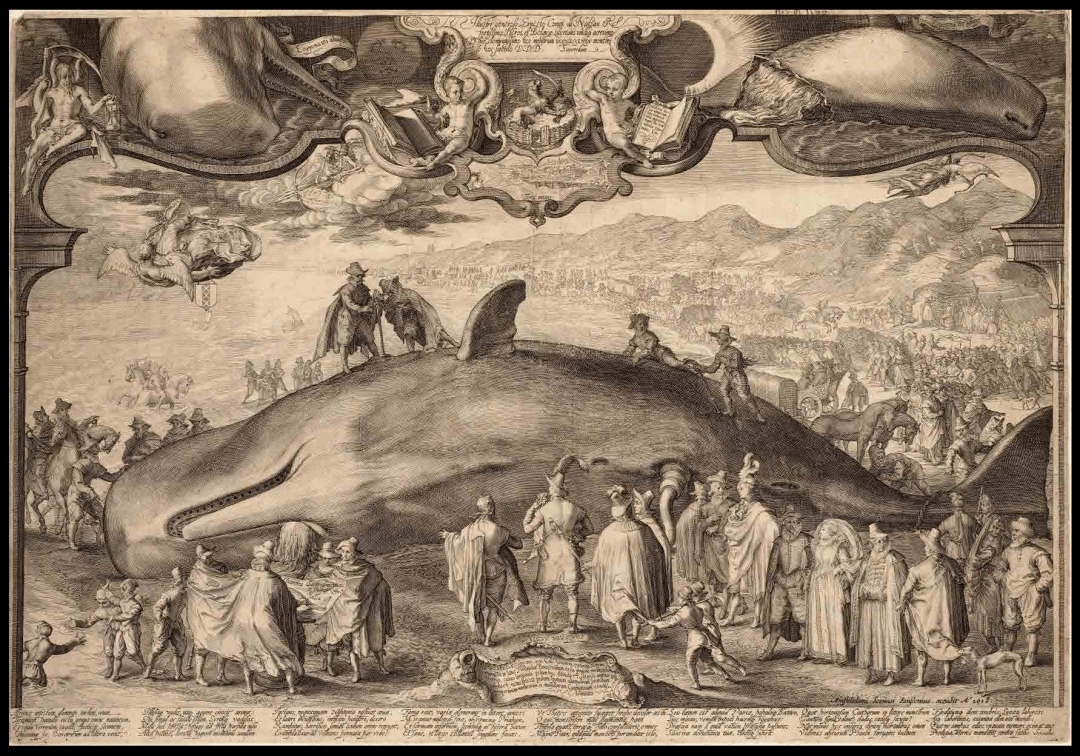鲸的粪石龙涎香，为啥拉出来的香且比黄金贵，人工取出来的臭？