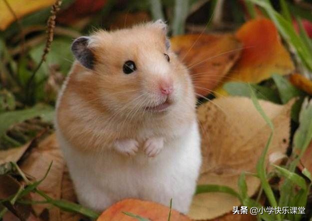 鼠年“鼠”你最倒霉，骂走老鼠迎新春！