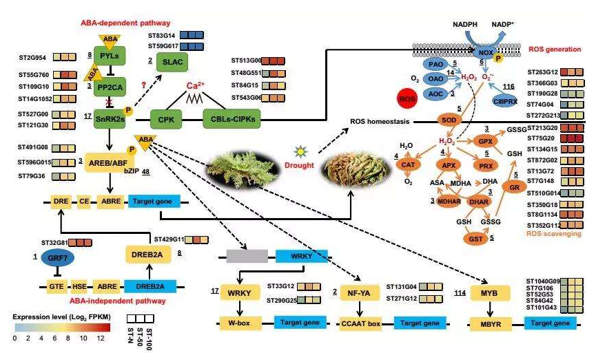 文章解读：“背靠背”南京农大谢彦杰同时解析硫化氢参与ABA信号