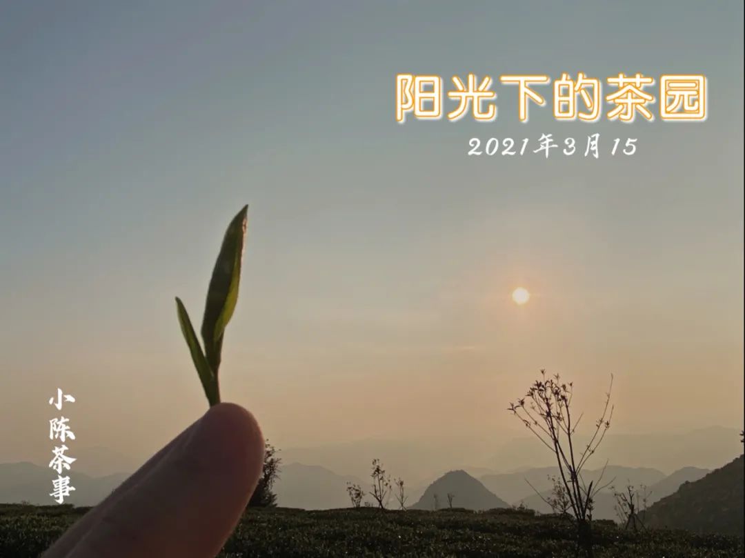 春茶季，除了白毫银针、白牡丹、春寿眉，说说太姥山的雾与露