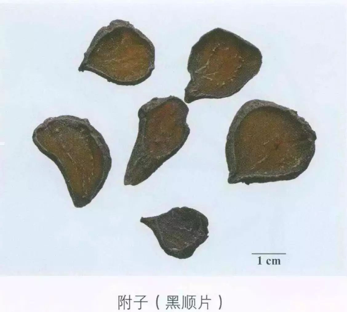 盐附子呈圆锥形,长4～7cm,直径3～5cm.