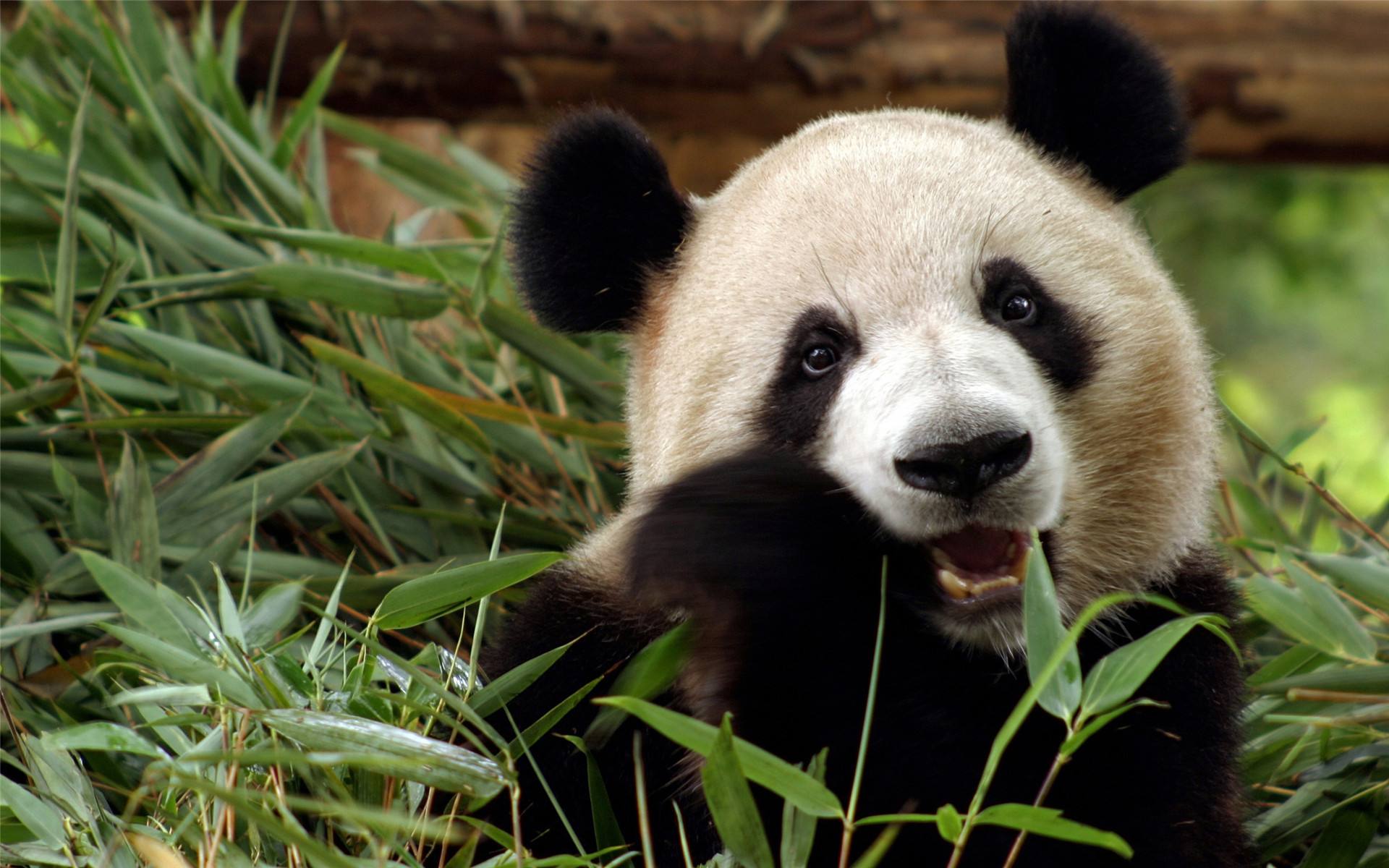 大熊猫的样子图片