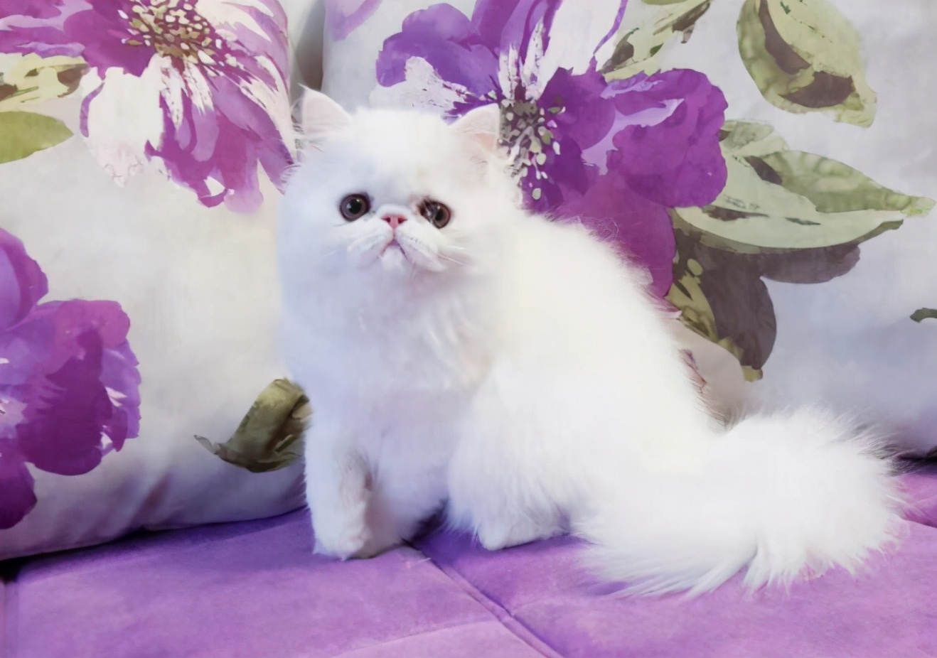 再加上不爱动,体质就会更差了,所以主人平时要多带波斯猫做一些运动