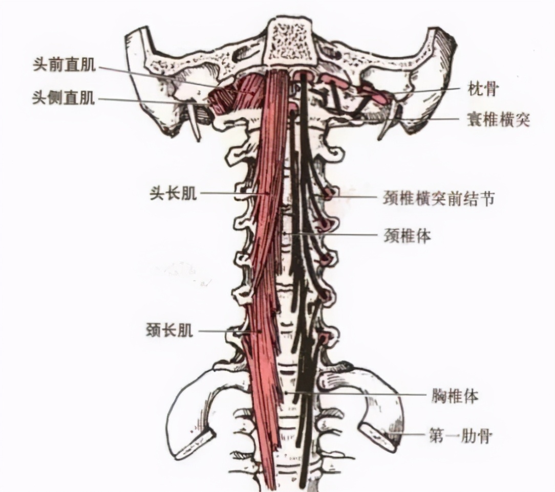 鞠婧祎最真实生图流出，山根粗壮被嘲水泥柱，有没有整容一目了然