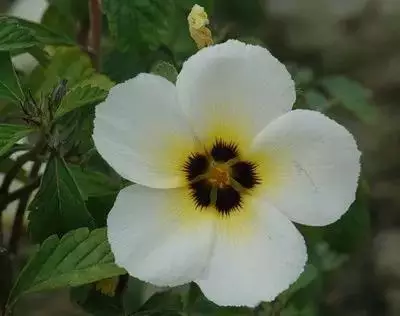 100种花的花语，太全了！ 第9张