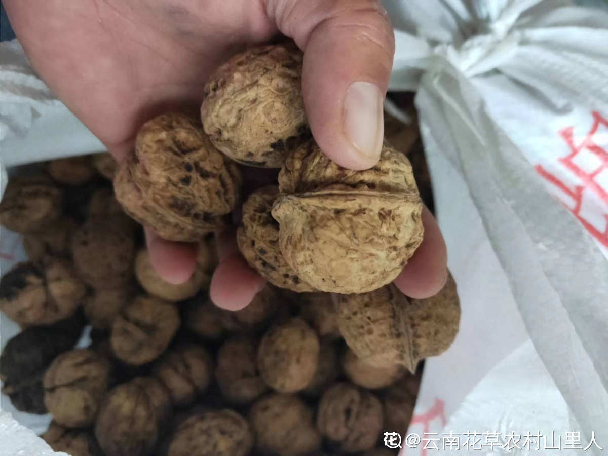 核桃是树上结的还是土里长（长在树上的4种食物）