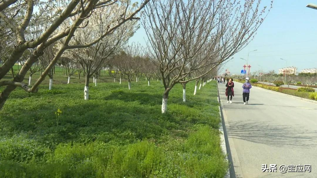 宝应有条樱花大道，你知道在哪里吗？