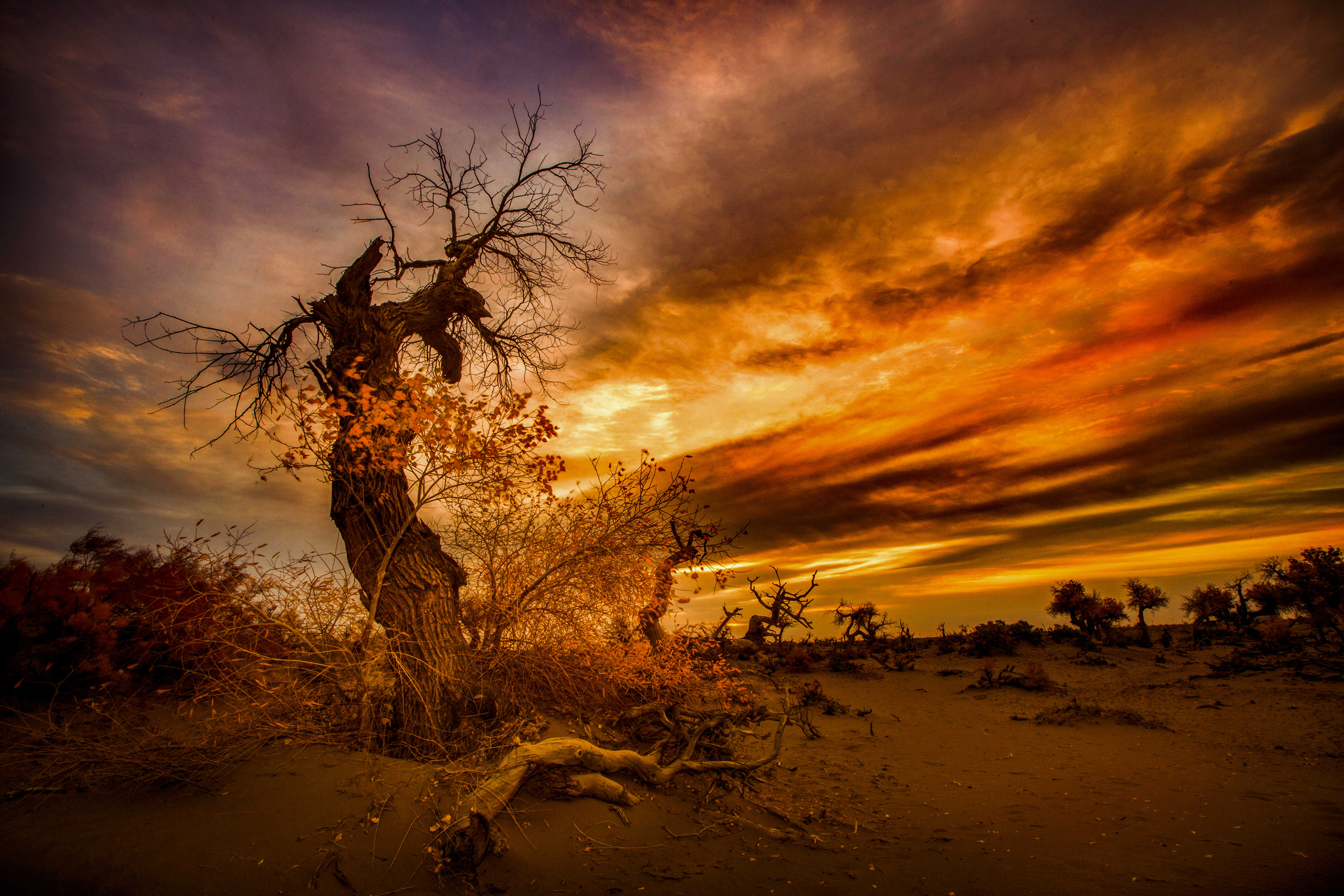 怪树林在什么地方 -生活知识库-donow知识库
