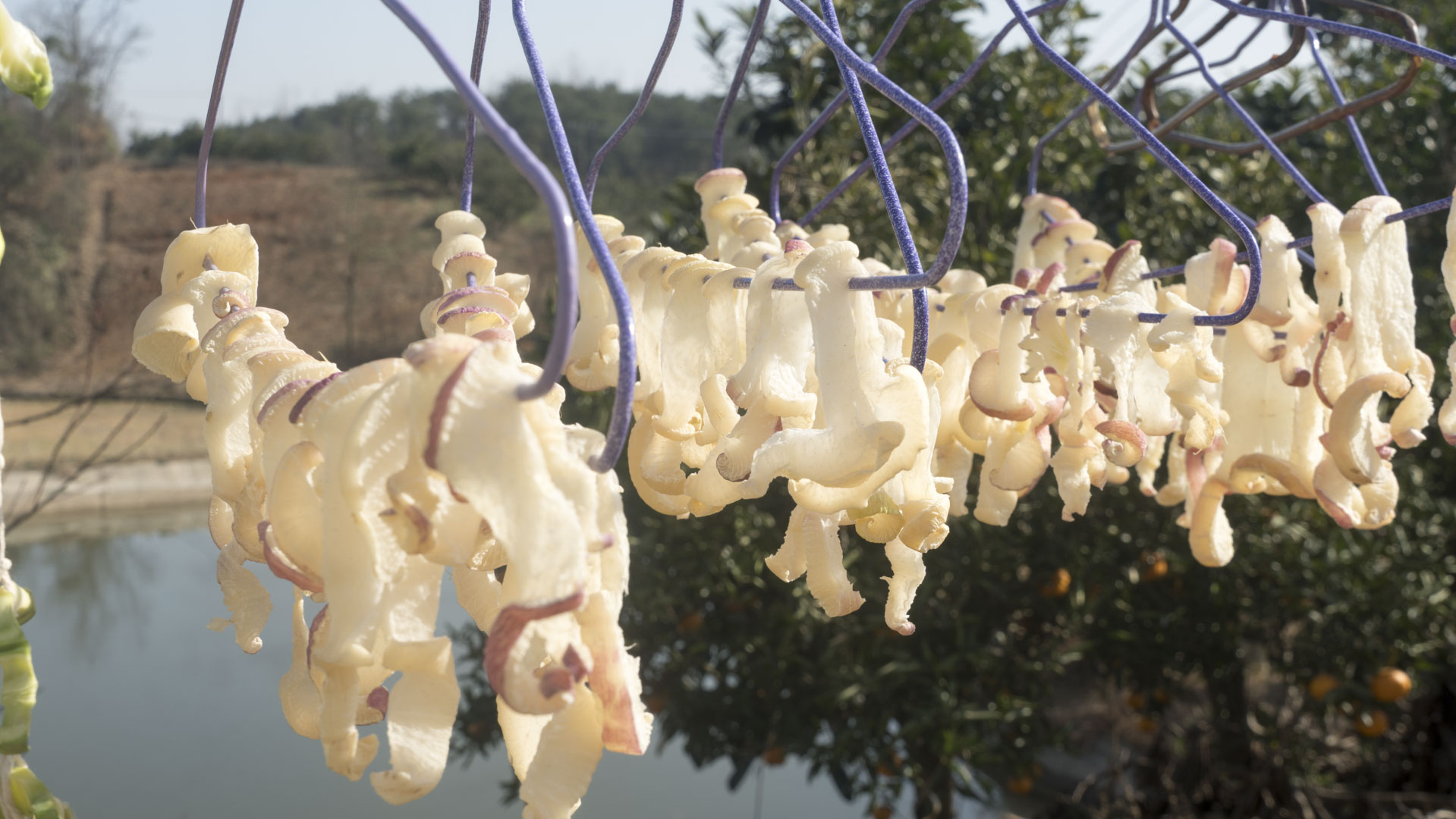 秋天萝卜最养人，教你10道好吃做法，润肺化痰，补气顺气身体好