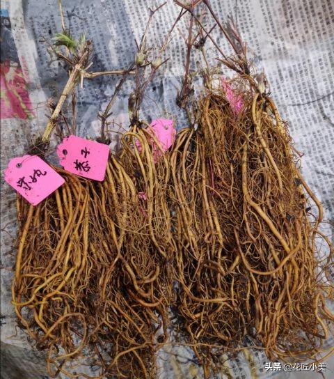 38种爬藤植物,有地有闲的一定要养几种,开花就成了花墙或花瀑布