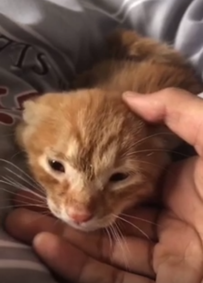 网友捡到一只奶凶奶凶的小橘猫，养大后颜值在线，真是捡到宝了