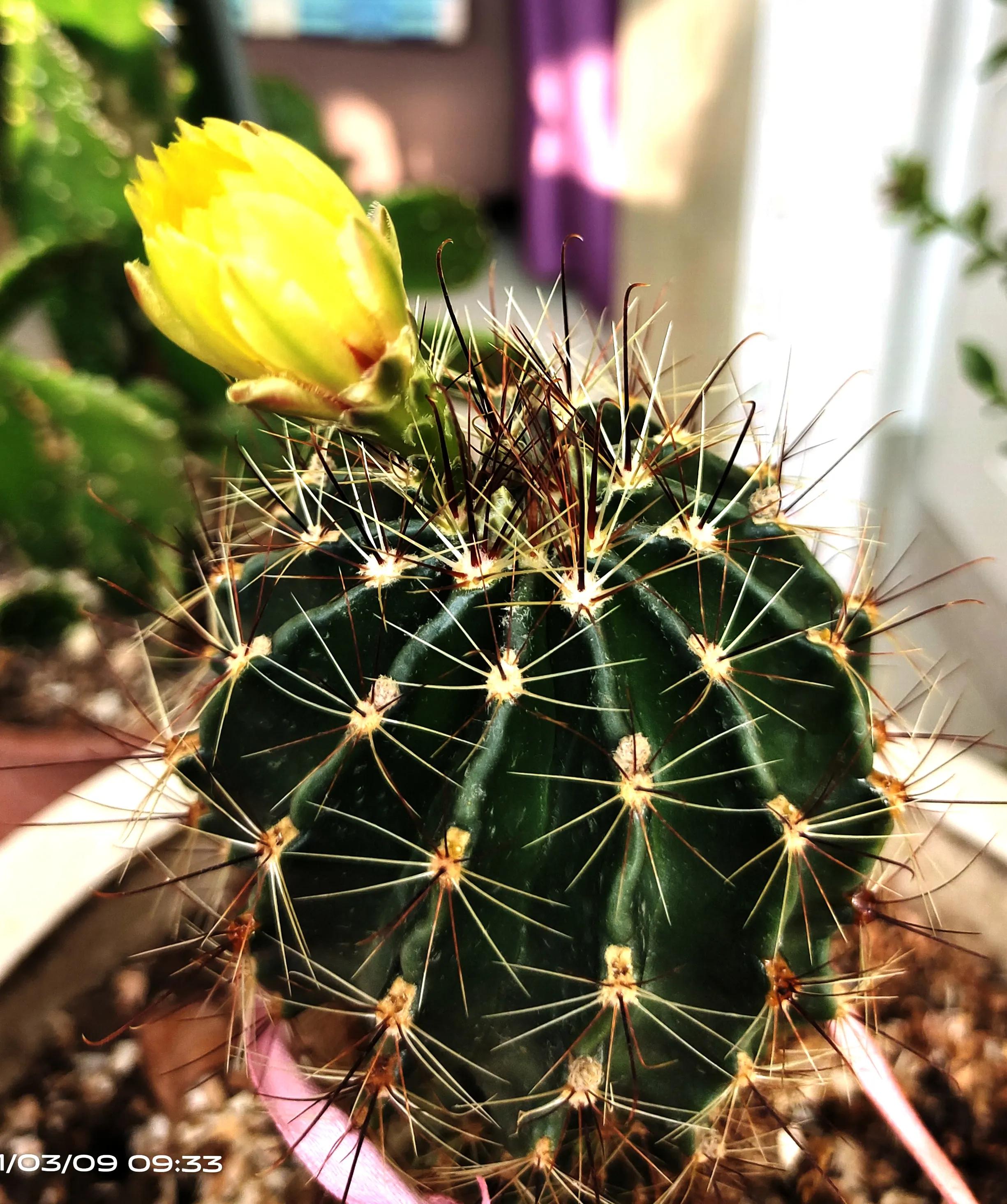 七绝 咏仙人球花八首