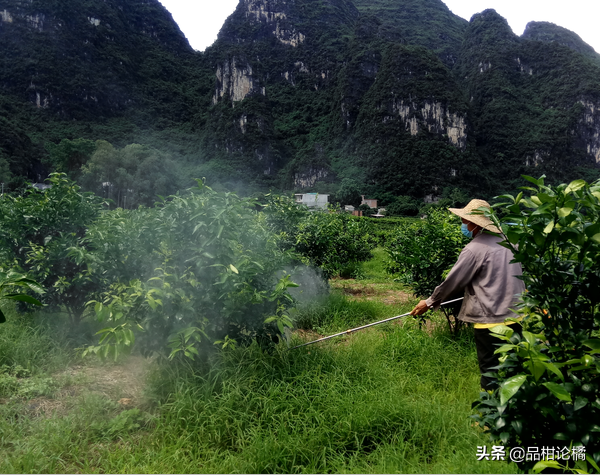 柑橘葉面肥哪個牌子好，高產又價高