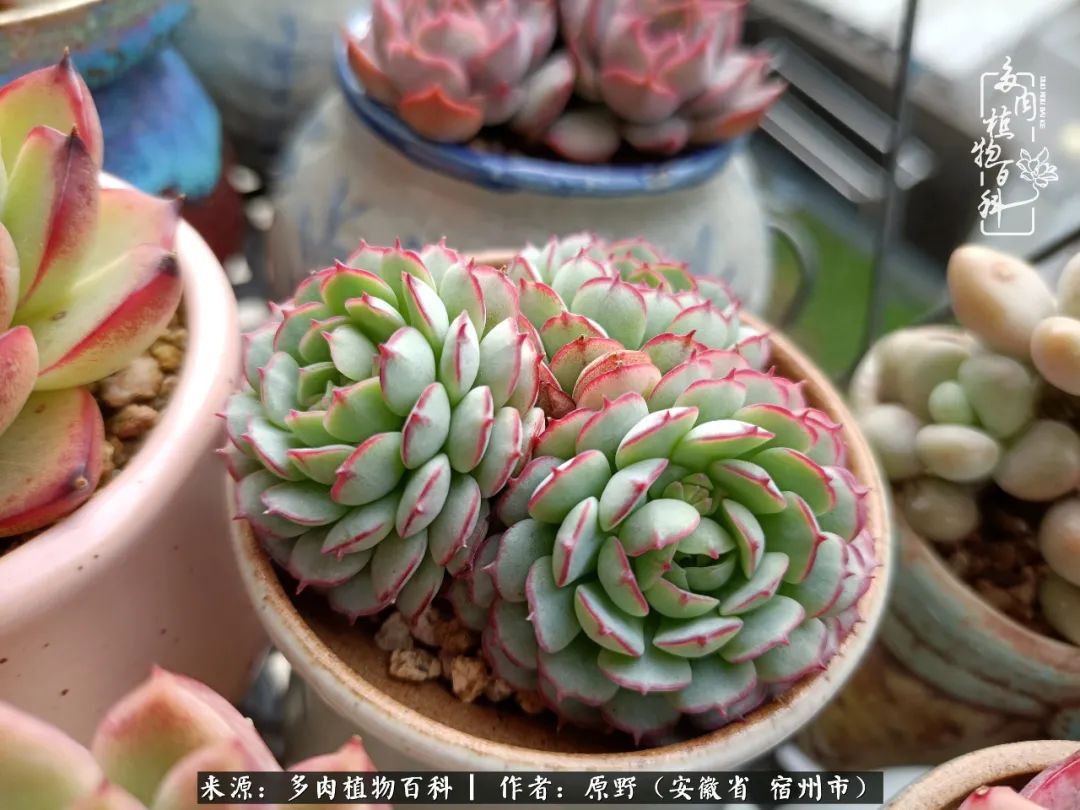 我心观世界：生活与多肉，应无所住而生其心
