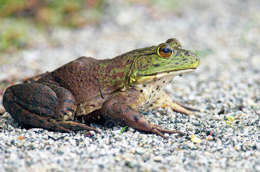 北美牛蛙侵入中国内陆,最大长到2公斤,新疆已经"失守"?