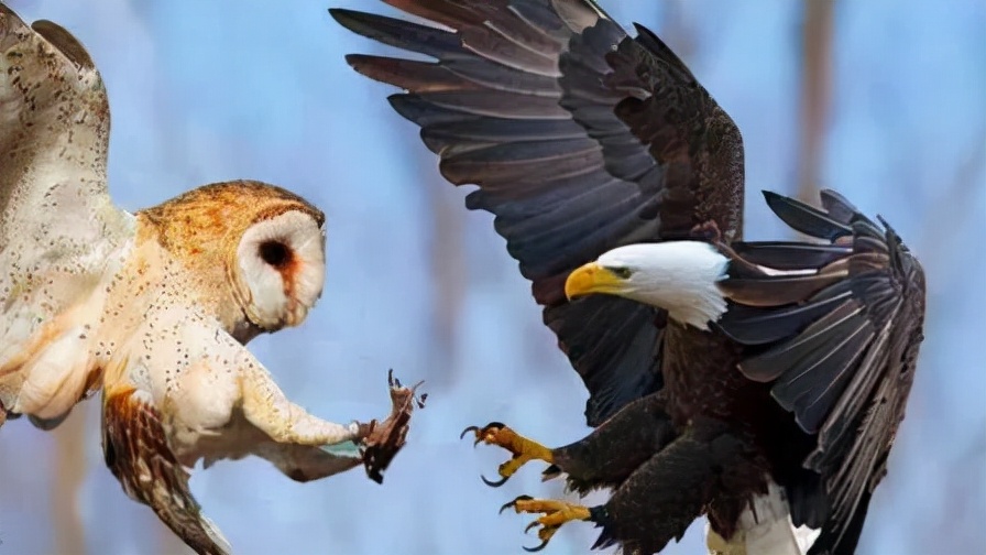 猫头鹰从不自己筑巢，都是抢，为什么？战斗力爆表，是鹰的天花板