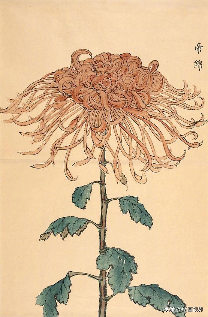 菊花的各种画法：9种常见菊花示范稿教你画，简单易学，收藏学习