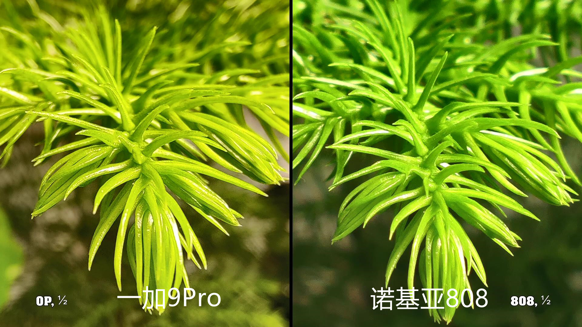 诺基亚808拍照有多牛诺基亚808拍照的实拍对比