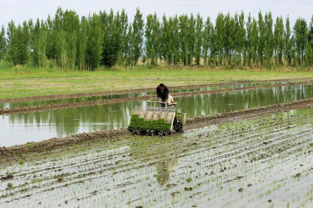 稻田泥鳅养殖技术视频,稻田泥鳅养殖技术视频教程