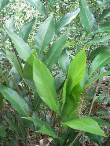 中药材山姜头_山姜是什么中药的别名