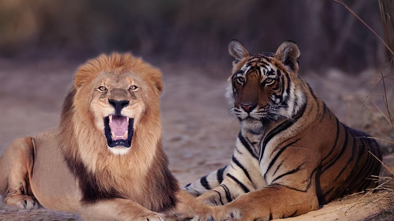 狮虎兽拥有狮子和老虎的血统,体重500公斤,为何不堪一击?