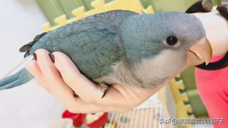 玩鹦鹉的都知道蓝化,白化,黄化等,拿为什么会出现这些品种呢?