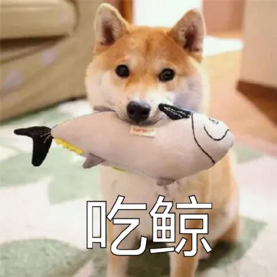 养一只狗,到底要花多少钱?