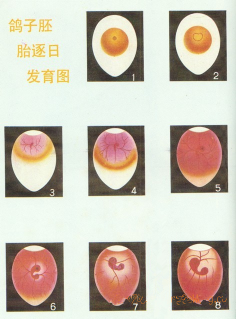 3天鸽子蛋血丝图图片
