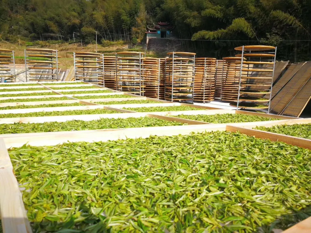 这些茶香味你感受过吗？（上）新白茶香气你喜欢哪种？吾雨茶课堂